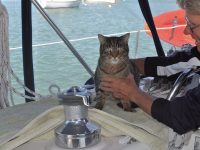 Cats onboard
