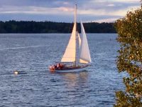 Owl flying through thorofare at sunset