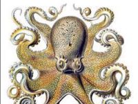 Man, octopus are evolutionary control freaks