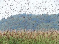 Tree swallow spectacular