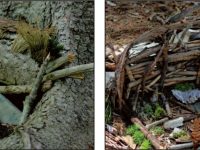 Fairy trails on the coast of Maine
