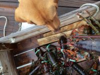 Cider, the dog Jack adopted about 18 months ago, warily inspects a crate of "bugs." Photo by Jack Farrell