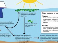 Image courtesy Sailors for the Sea Powered by OceanaSewage discharge -- blackwater -- contains a variety of pollutants that can impact aquatic ecosystems and endanger humans.