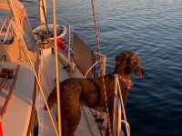 That's a doggone nice photo