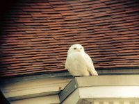 Photo by Jack FarrellOne of the Shoals' snowy owls. Inside a shuttered-for-the-season building, they sure can be scary.