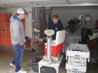 Photo by James RudolphWholesaler Ray Trombley (in dark-blue sweatshirt) taking care of business at Casco Bay Shellfish.
