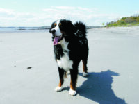 A day at the beach is a good thing