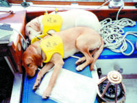 On those dog days of August, cruising can be very hard work. Chloe and Molly take a break.