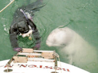 Anne Verburg gets some assistance from Poco while she dives on the propeller from the stern of Apparition in Pickering Cove off Deer Isle, Maine. The whale spent hours with Verburg and her husband, Richard.