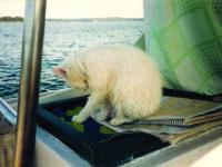 Soaked to the skin but safely aboard, Snookums gathers his pride after a poorly executed jump from the dinghy.Photos courtesy  Annette Dixon