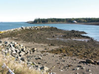 Photo by Homer ShannonLow tide at the Lubec breakwater. Tides here average about 19 feet.