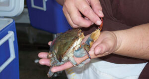 Wikipedia imageSoftshell crabs are simply blue crabs that have molted.