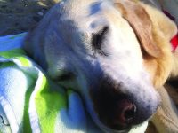 Photo by Craig MoodieSalty the non-seadog naps on terra firma where he’s the happiest. Despite his heritage as a Labrador retriever, he developed an aversion to water.